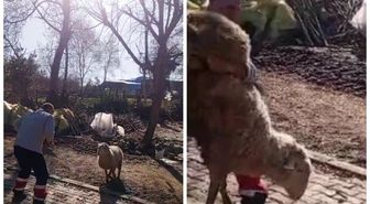 Koçla güreşti, sosyal medyayı salladı! Gençlere ilham olacak
