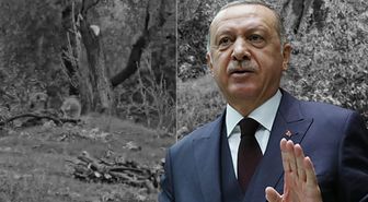 Cumhurbaşkanı Erdoğan'dan Milas'taki zeytin ağacı katliamına sert tepki: İzin vermeyeceğiz