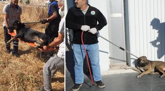Bir büyükşehrimizde tek bir sokak köpeği dahi kalmadı