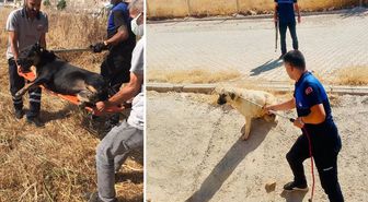 Bir büyükşehrimizde tek bir sokak köpeği dahi kalmadı