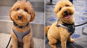 Havalimanında köpeğini gişeye bağlayıp terk eden kadın gözaltına alındı