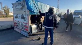 Hayvan dışkısının altından 19 kaçak göçmen çıktı