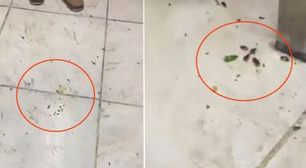 Her gün yüzlerce kişinin gittiği restoranda mide bulandıran görüntüler