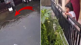 Halk diken üstünde! Sokakta 5 metrelik pitonlar görülmeye başlandı