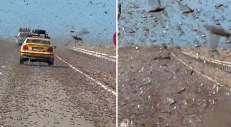 Kıyamet alameti gibi! Dev çekirge sürüsü otoyolu istila etti