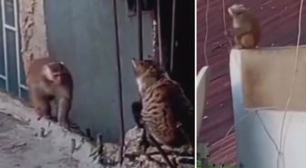 İstanbul'da çatıdan çatıya atlayan maymun ortalığı birbirine kattı