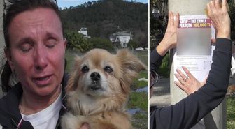 Rus sahipleri, kaybolan köpeklerini sokak sokak arıyor: Canlı bulana 100 bin, ölü bulana 10 bin ödül