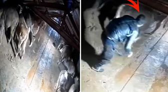 Dehşete düşüren görüntü Kars'tan: Besici zamanında yetişemese yanmıştı