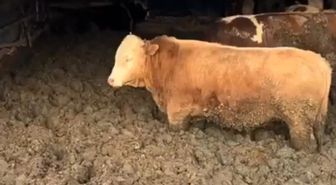 Vicdan sızlatan görüntüler! 3 kuruş için hayvanlara bunu yapmışlar