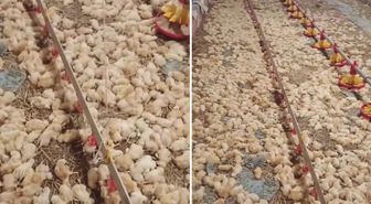 Yeni işe soyunan genç, sabah uyanınca hayatının şokunu yaşadı