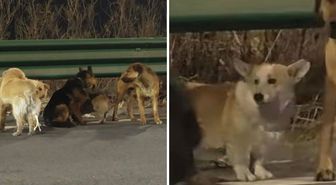 7 köpeğin kesimhaneden inanılmaz firarı: Askeri disiplinle 16 kilometre yürüdüler!'