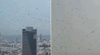 Tel Aviv'de karga istilası! İzleyen herkes aynı yorumu yapıyor