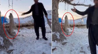 Çok yediği için köpeğini ağaca asıp öldüren şahıs tutuklandı