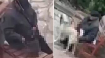 Skandal görüntü! Parktaki sokak hayvanlarını istismar etti