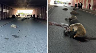 Hatay'da otomobilin çarptığı sürüdeki 17 koyun öldü