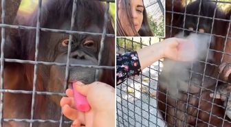 Nesli tükenmekte olan orangutana elektronik sigara içiren sporcu büyük tepki çekti