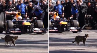 İstanbul'da Formula 1 aracını selamlayan kedi dünyada viral oldu