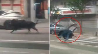 Batman'da kent merkezine inen yaban domuzu 3 kişiyi yaraladı