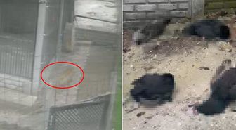 Tilki girdiği kümeste 14 tavuğu telef etti! O anlar kamerada