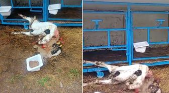 Başıboş köpekler buzağıyı parçaladı