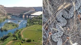 Bolu'dan sonra Elazığ’da da görüldü! Bir ısırığı öldürüyor