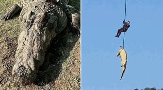 Kayıp kişileri o mu yedi? Dev timsahın midesinden 6 çift terlik çıktı