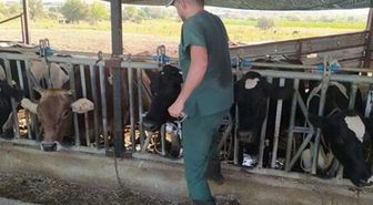 Aydın'da 17 mahallede şap hastalığı nedeniyle karantina tedbirleri alındı