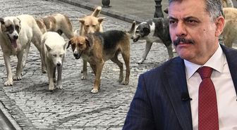 Bakan Çiftçi: Sokak hayvanlarının tamamını Eylül-Ekim aylarında toplamayı hedefliyoruz