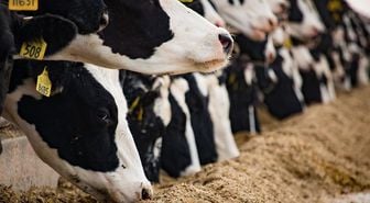 Çiftlikte yürek yakan olay! 15 yaşındaki çocuk öldü, ablası ağır yaralı