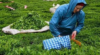 2026 yılı yaş çay alım fiyatı kilogram başına 35 lira olarak belirlendi