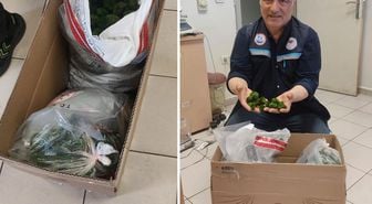 Kapıkule'de şaşkına çeviren operasyon: Yolcu otobüsünde 2 bin adet canlı yeşil alg ele geçirildi
