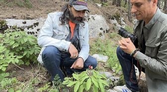 Yalnızca 20 gün boyunca canlı kalıyor! Koparmanın cezası çok ağır