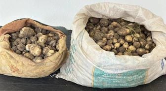 Tunceli'de izinsiz 31 kilo salep yumrusu toplayan 3 kişiye 2 milyon TL ceza