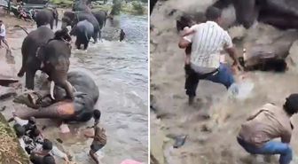 Hindistan'da iki fil birbirine girdi, bir turist hayatını kaybetti