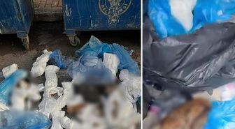 İzmir'de çöp konteynerinin önünde, poşetlerde 33 ölü kedi bulundu