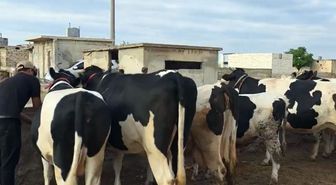 Duyanlar inanamıyor: Burada kurbanlık düze ve tosunlar 45 bin liraya satılıyor