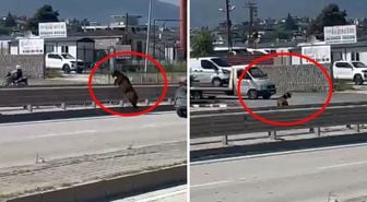 Sahibinin elinden kaçan kurbanlık keçi, refüjden atlayarak gözden kayboldu
