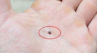 Kene popülasyonu arttı, uzmanlar tedbir çağrısı yaptı