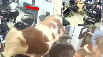 Kurbanlık tosun kuaföre daldı! Deprem olsa bu kadar kaos yaşanır