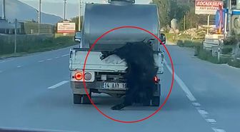 Kurbanlık hayvana vicdanları sızlatan muamele! Görenler Bakan Çiftçi'yi etiketledi