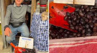Zeytinin kilosunu 50 TL'ye sattı