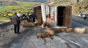 Canlı hayvan taşıyan kamyon kaza yaptı, koyunlar telef oldu