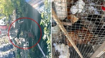 Kümese giren sokak köpekleri dehşet saçtı
