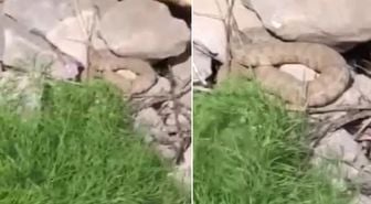 Hakkari'de koca engerek yılanı görüntülendi