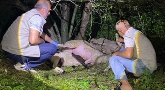 Bursa'da yıldırım düştü, 6 koyun öldü