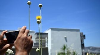 Kuşadası'nın Tülüşahları çiçek açtı; koparmanın cezası 699 bin 245 lira