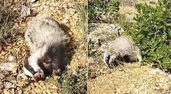 Yer: Malatya! Dünyanın en korkusuz hayvanını tek hamlede bayılttı