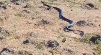 Diyarbakır'da yaklaşık 3 metre uzunluğunda yılan görüntülendi