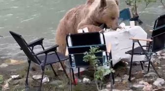 Ayının piknik keyfi kameralara yansıdı
