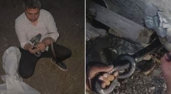 Hindistan değil Türkiye! Bakmaya bile korkanlar varken koca yılanı koluna doladı